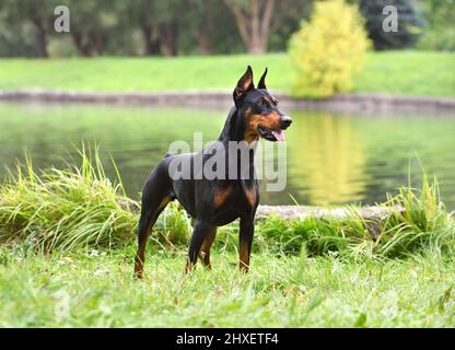 Braunschwarzer deutscher Pinscher, der auf einem Flussufer steht Stockfoto