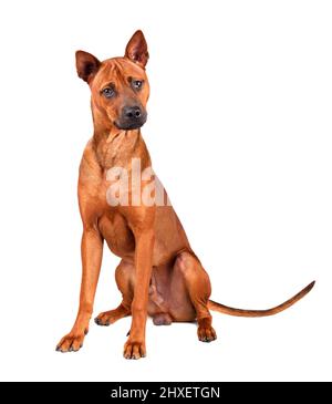 Sitzender junger roter Thai Ridgeback Hund isoliert auf weißem Hintergrund Stockfoto