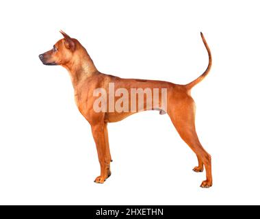 Stehender roter Thai Ridgeback Hund isoliert auf weißem Hintergrund Stockfoto