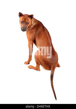 Blick von hinten auf einen niedlichen jungen Thai Ridgeback Hund isoliert auf einer weißen Hintergrundgraune Stockfoto