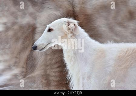 Porträt eines schönen weißen russischen Wolfhound Hund auf einem grauen Hintergrund Stockfoto