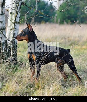 Brauner und schwarzer deutscher Pinscher, der auf einer herbstlichen Hintergrundfarbe steht Stockfoto