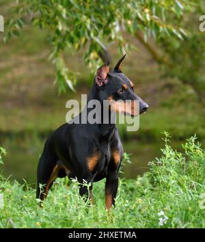 Braunschwarzer deutscher Pinscher, der auf einem Flussufer steht Stockfoto