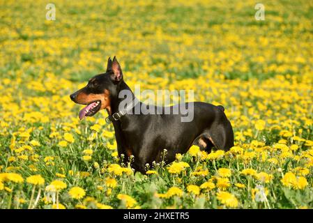 Braunschwarzer deutscher Pinscher, der auf einem gelb blühenden Dandelionenfeld steht Stockfoto