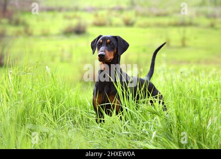 Braun-schwarzer deutscher Pinscher- oder Dobermannhund mit ungeschnittenen Schwanz und Ohren, die im grünen Gras stehen Stockfoto