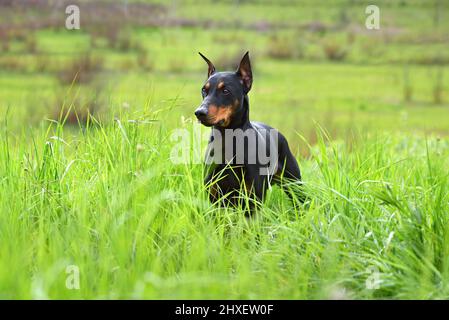 Braun-schwarzer deutscher Pinscher- oder Dobermannhund mit abgeschnittenem Schwanz und Ohren, die im grünen Gras stehen Stockfoto