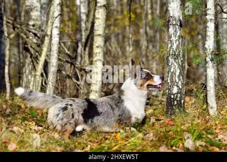 Lustiger Merle Cardigan Welsh Corgi, der an einem sonnigen Tag im Herbstwald sitzt Stockfoto