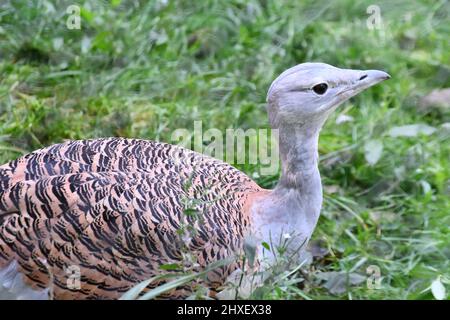 Great Bustard im Cotswold Wildlife Park, Burford, Oxfordshire, England, Großbritannien Stockfoto