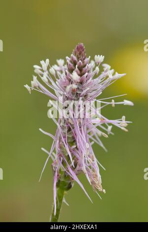 Blütenpracht (Plantago media,). Cherhill Down, in der Nähe von Calne, Wiltshire, England. Juni. Stockfoto