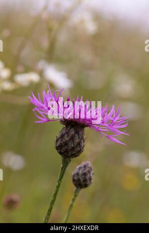 Große Knapweed (Centaurea scabiosa) blüht. Cherhill Down, in der Nähe von Calne, Wiltshire, England. Juni. Stockfoto