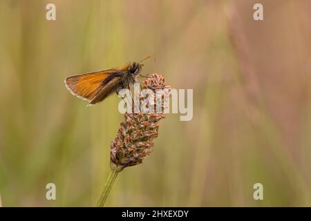 Kleiner Skipper-Schmetterling (Thymelicus sylvestris), der auf einer Heuwiese thront. Powys, Wales. Juli. Stockfoto