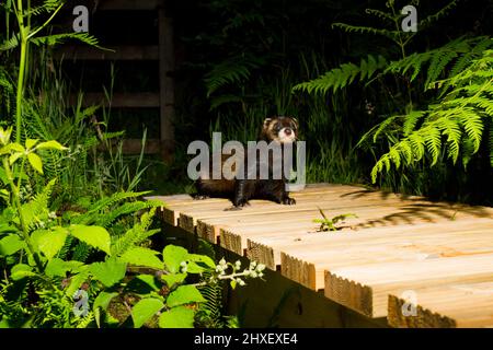Polecat (Mustela putorius) Erwachsener auf einer Fußgängerbrücke. Powys Wales. Juli. Nachtaufnahme mit einer Kamerafalle. Stockfoto