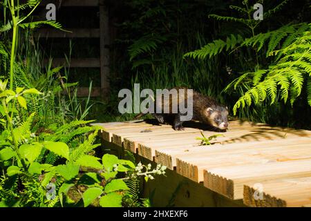 Polecat (Mustela putorius) Erwachsener auf einer Fußgängerbrücke. Powys Wales. Juli. Nachtaufnahme mit einer Kamerafalle. Stockfoto