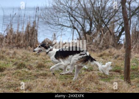 Laufen schwarz-weiß russischen Wolfhound Hund auf einem ländlichen Hintergrund Stockfoto