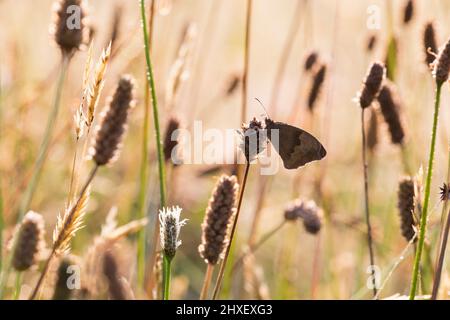 Wiese Brauner Schmetterling (Maniola jurtina) Erwachsene brüten auf einer Wiese an einem taufigen Morgen. Powys, Wales. Juli. Stockfoto