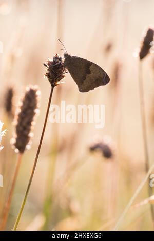 Wiese Brauner Schmetterling (Maniola jurtina) Erwachsene brüten auf einer Wiese an einem taufigen Morgen. Powys, Wales. Juli. Stockfoto