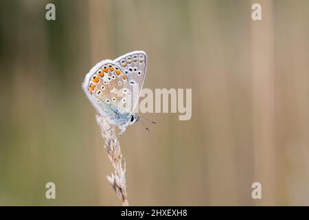 Gewöhnlicher blauer Schmetterling (Polyommatus icarus) erwachsenes Männchen, das auf einer Wiese thront. Powys, Wales. August. Stockfoto