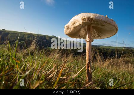 Sonnenschirm Pilz (Macrolepiota procera) wächst im Grasland. Powys, Wales. Oktober. Stockfoto