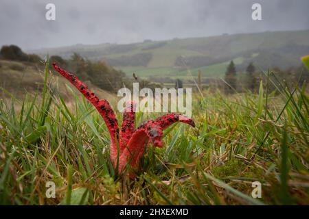 Devil's Fingers (Clathrus archeri) Pilz Fruchtkörper in Hügel Grasland. Powys, Wales. Oktober. Stockfoto