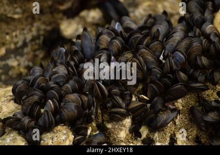 Eine Gruppe von Muscheln, die an einem Felsen befestigt ist, der bei Ebbe freigelegt wurde Stockfoto