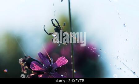 Spider in der Makrofotografie. Kreativ. Eine große schwarze Spinne sitzt auf einem Spinnennetz, auf dem sich kleine Wassertropfen, wunderschöne lila Blüten befinden Stockfoto