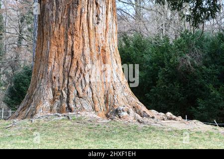 Wien, Österreich. 06. März 2022 Der Lainzer Tiergarten in Wien Stockfoto