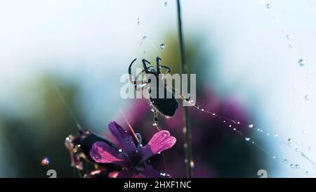 Spider in der Makrofotografie. Kreativ. Eine große schwarze Spinne sitzt auf einem Spinnennetz, auf dem sich kleine Wassertropfen, wunderschöne lila Blüten befinden Stockfoto