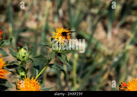 Bienen sammeln Honig auf einer orangen Safranblüte. Diese Blume enthält Honig, der sehr vorteilhaft für die Gesundheit ist Stockfoto