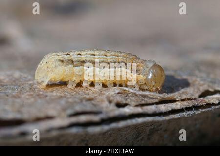 Nahaufnahme der überwintern Raupe des Square-spot Rustikale Motte, Xestia xanthographa im Garten Stockfoto