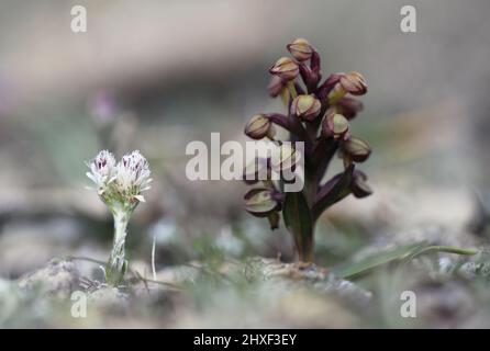 Frosch-Orchidee, Dacylorhiza viridis, mit ewigem Berg, Antennaria dioica, Shetland, Schottland, Großbritannien Stockfoto