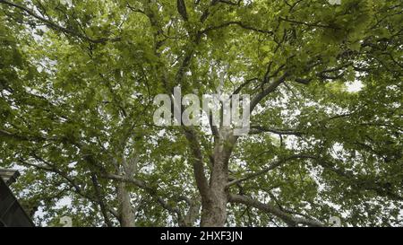 Spaziergang unter dem Sommerbaum. Aktion. Ansicht von unten auf den Baumstamm und große Äste mit üppig grünen Blättern auf bewölktem Himmel Hintergrund. Stockfoto