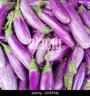 Haufen Auberginen oder brinjal, pflanzlicher Hintergrund, Nahaufnahme von oben in geringer Schärfentiefe Stockfoto