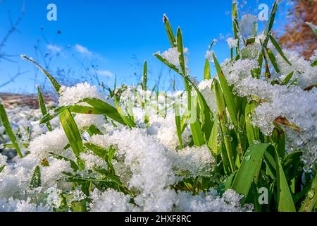 Schneebedecktes grünes Gras. Grünes Gras unter dem Schnee aus der Nähe Stockfoto