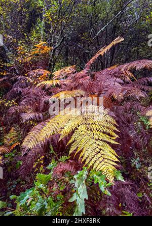 Herbstwald mit bunten Farnblättern. Natur Hintergrund Stockfoto