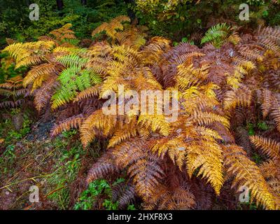 Herbstwald mit bunten Farnblättern. Natur Hintergrund Stockfoto