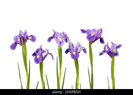 Violett Iris xiphium (bauchiger Iris pumila) auf weißem Hintergrund mit Platz für Text. Ansicht von oben, flach. Urlaub Grußkarte für Valentinstag, Stockfoto