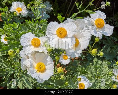 California Tree Poppy Romneya coulteri an einer krautigen Grenze bei Waterperry Gardens in Oxfordshire, Großbritannien Stockfoto