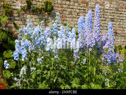 Blue Delphiniums an einer krautigen Grenze bei Waterperry Gardens in Oxfordshire, Großbritannien Stockfoto