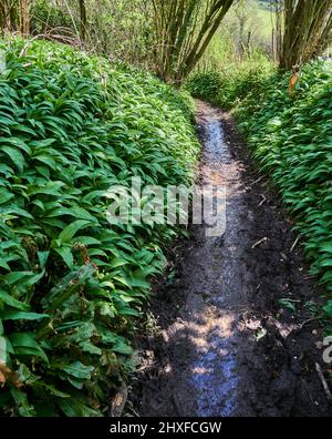 Schlammiger Weg durch Wald mit Ramsons oder Wild Garlic Teppich im frühen Frühjahr - Somerset UK Stockfoto