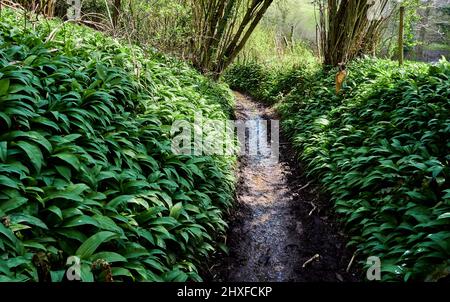 Schlammiger Weg durch Wald mit Ramsons oder Wild Garlic Teppich im frühen Frühjahr - Somerset UK Stockfoto