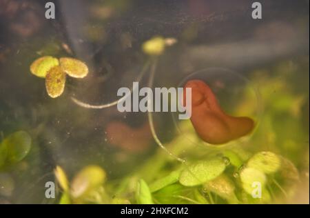 Kaulquappen des Europäischen Frosches Rana temporaria in frühen embryonalen Entwicklungsstadien, die aus der gelatinösen Hülle des Frogspawns geschossen wurden Stockfoto