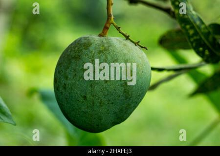 Es ist eine rohe süße Mango. Es ist sehr lecker, roh zu essen. Mango enthält Vitamine und Magnesium. Mango ist eine beliebte Frucht in Asien Stockfoto