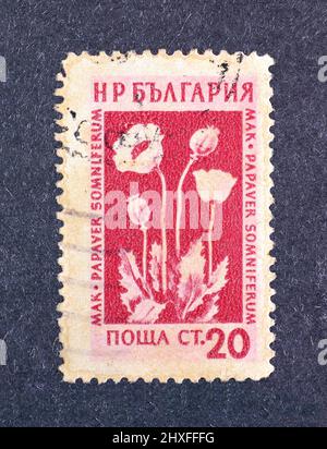 Abgesagte Briefmarke gedruckt von Bulgarien, die Opium Poppy (Papaver somniferum) zeigt, um 1954. Stockfoto
