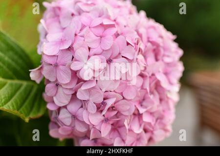 Eine rosa Hortensia blüht, Hortensia Stockfoto