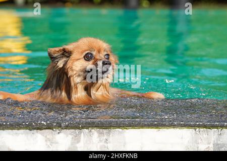Der pommersche Hund schwimmend im grünen Pool am Nachmittag mit Wasserspritzern. Stockfoto