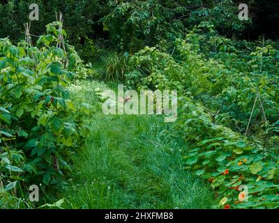 Ein Rotfuchs (etwas überrascht) ruht im Schatten eines gepflegten Gartens und versteckt sich unter den Fruchtstöcken vor der starken Sonne. Stockfoto