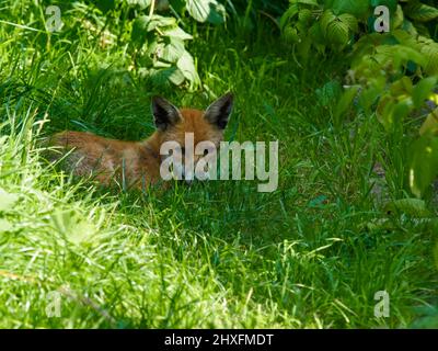 Ein Rotfuchs (etwas überrascht) ruht im Schatten eines gepflegten Gartens und versteckt sich unter den Fruchtstöcken vor der starken Sonne. Stockfoto