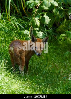 Ein Rotfuchs (etwas überrascht) ruht im Schatten eines gepflegten Gartens und versteckt sich unter den Fruchtstöcken vor der starken Sonne. Stockfoto