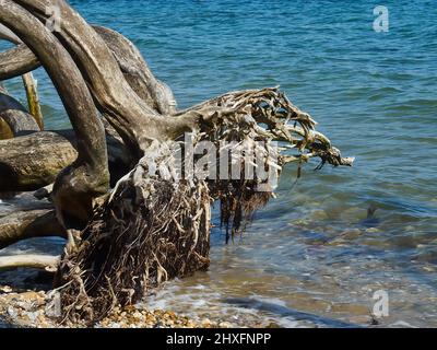 Ein gefallener Baum am Meer, dessen Wurzeln vom Kiesstrand freigelegt sind und dessen Stamm von der Brise und dem Salznebel leicht verwittert ist. Stockfoto