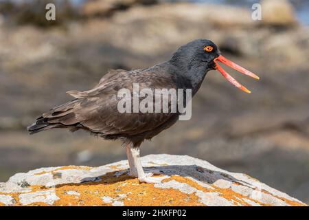 Schwärzlicher Austernfischer, Haematopus ater, Erwachsener, der Falkland-Inseln nennt, November Stockfoto